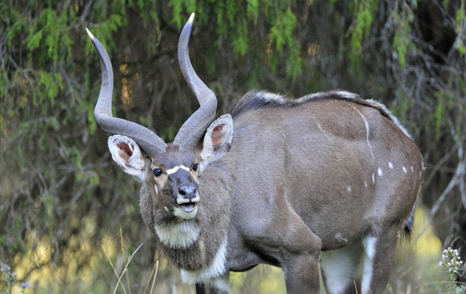 1301 Eth. Nyalas 4206